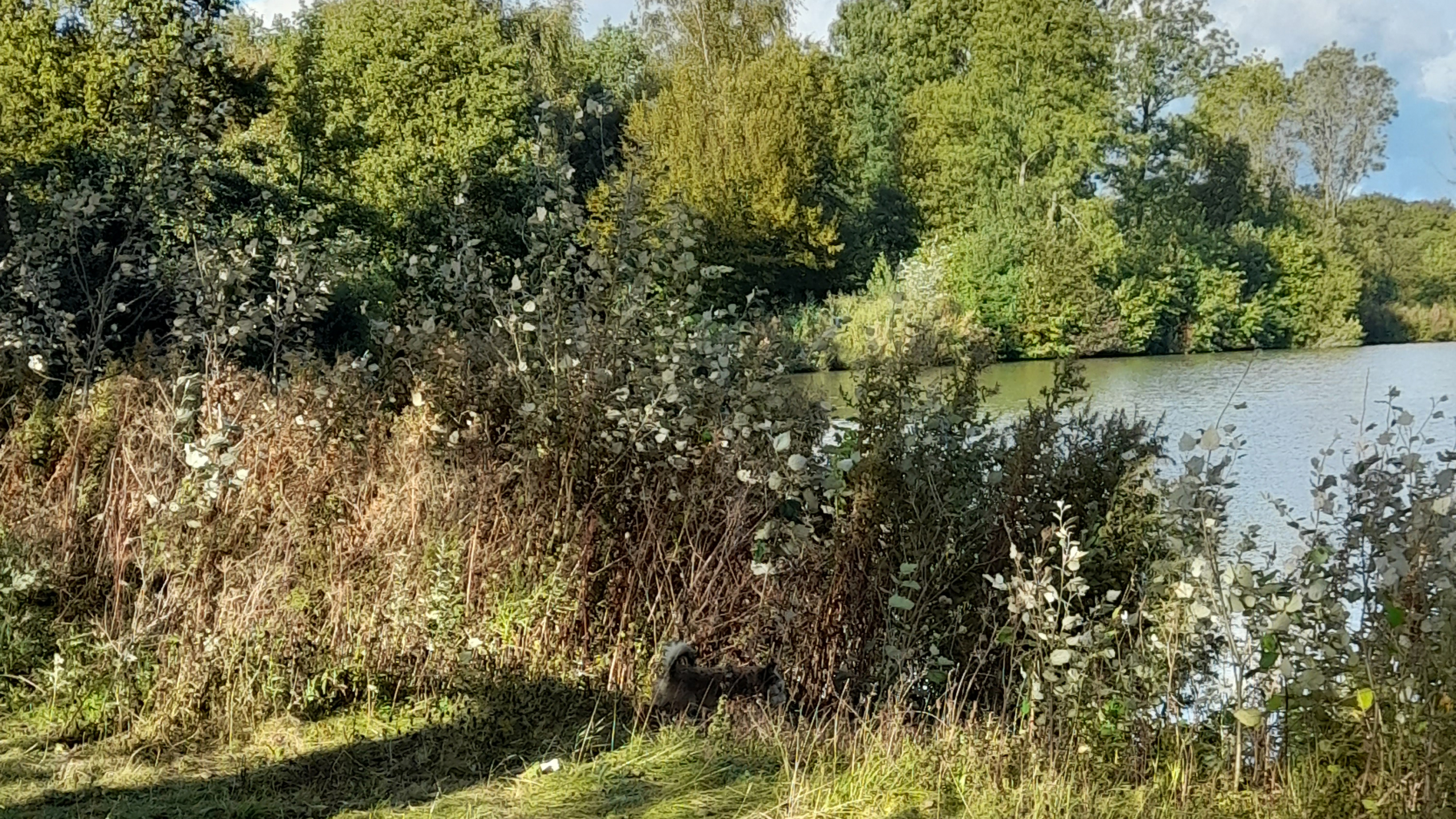 GroenLinks Rijswijk verzekert behoud van groen in Wilhelminapark