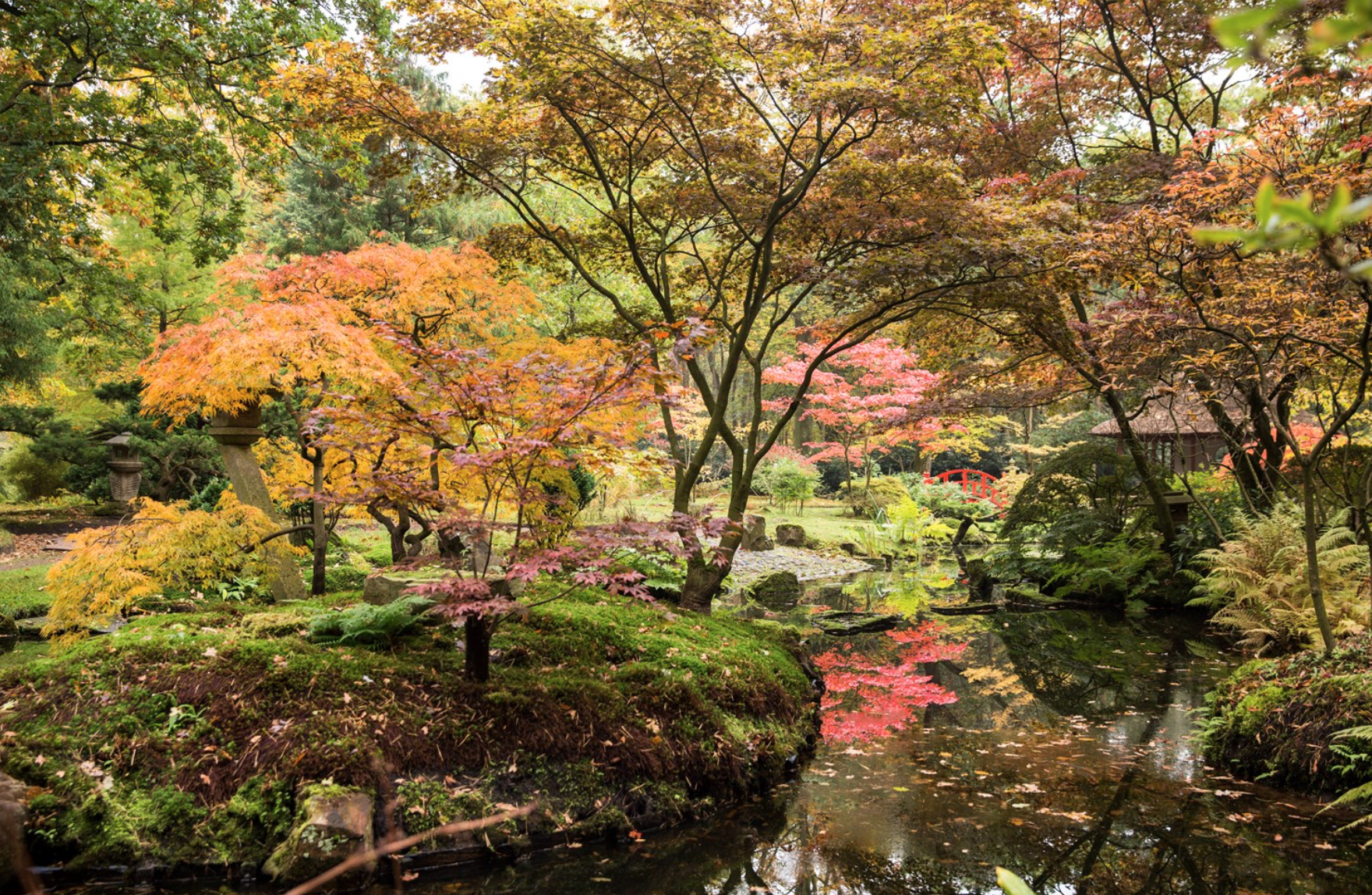 De Japanse Tuin op Landgoed Clingendael gaat eindelijk weer open