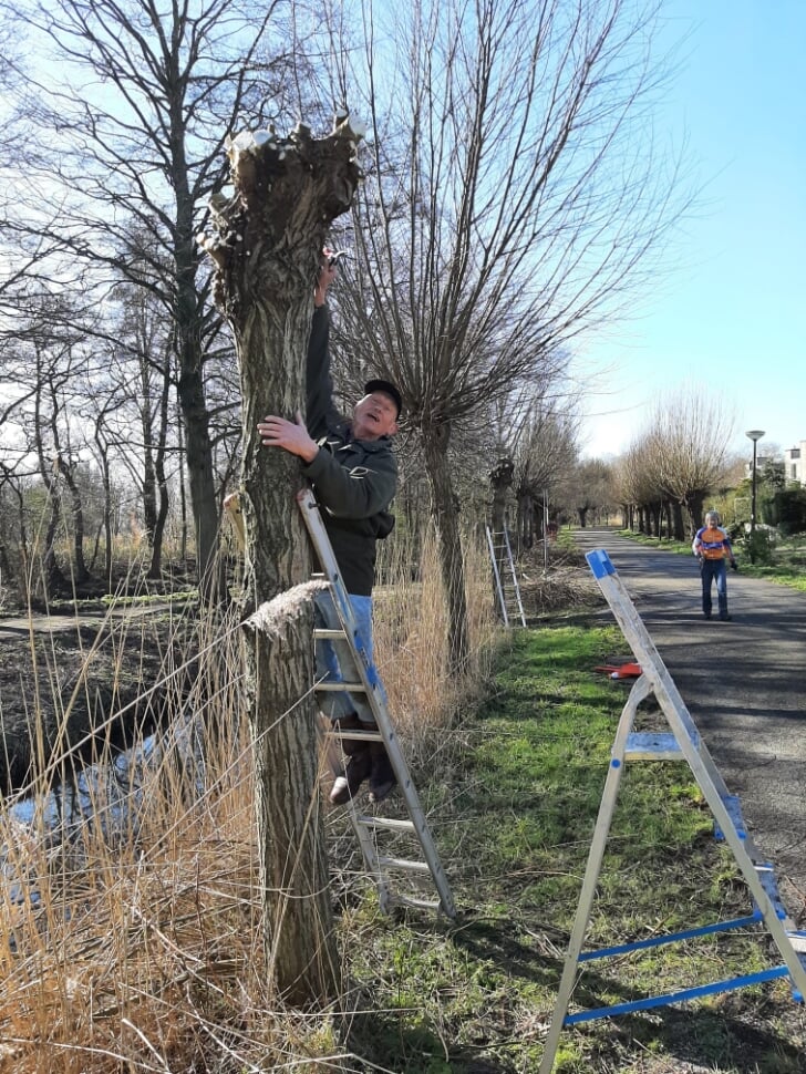 Het knotseizoen gaat weer beginnen