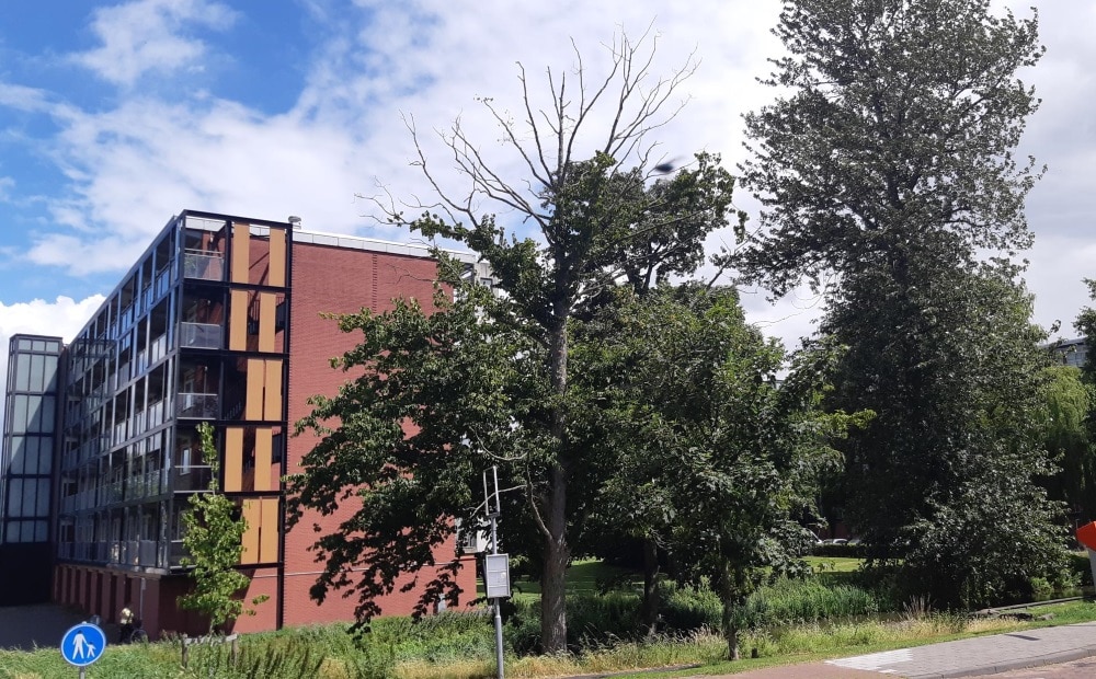 Tientallen zieken en dode bomen gaan gekapt worden