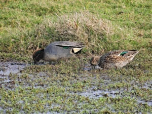 Vogels spotten en een wandelexcursie in De Groenzoom