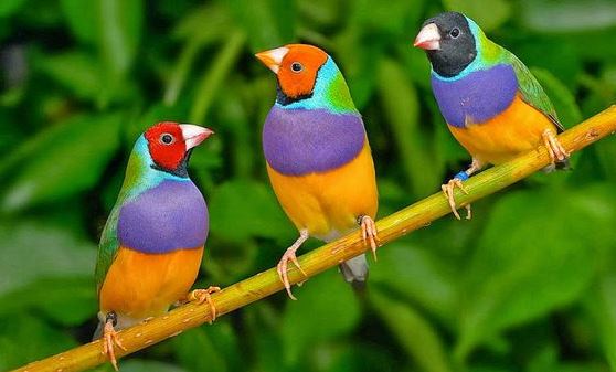 Vogeltrek in volle gang rondom Pijnacker-Nootdorp