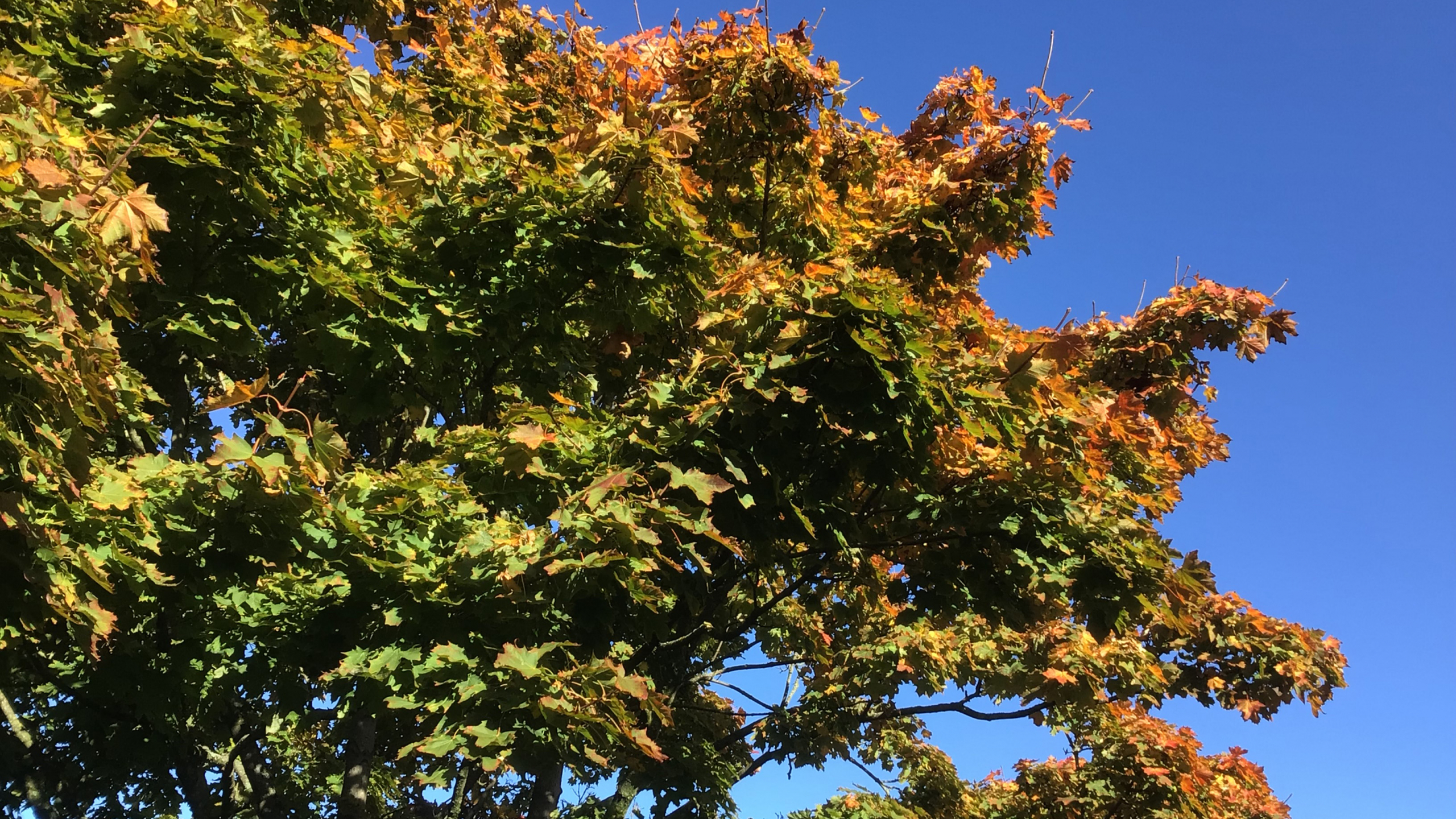 Bomen krijgen een nieuwe kans in Leidschendam-Voorburg