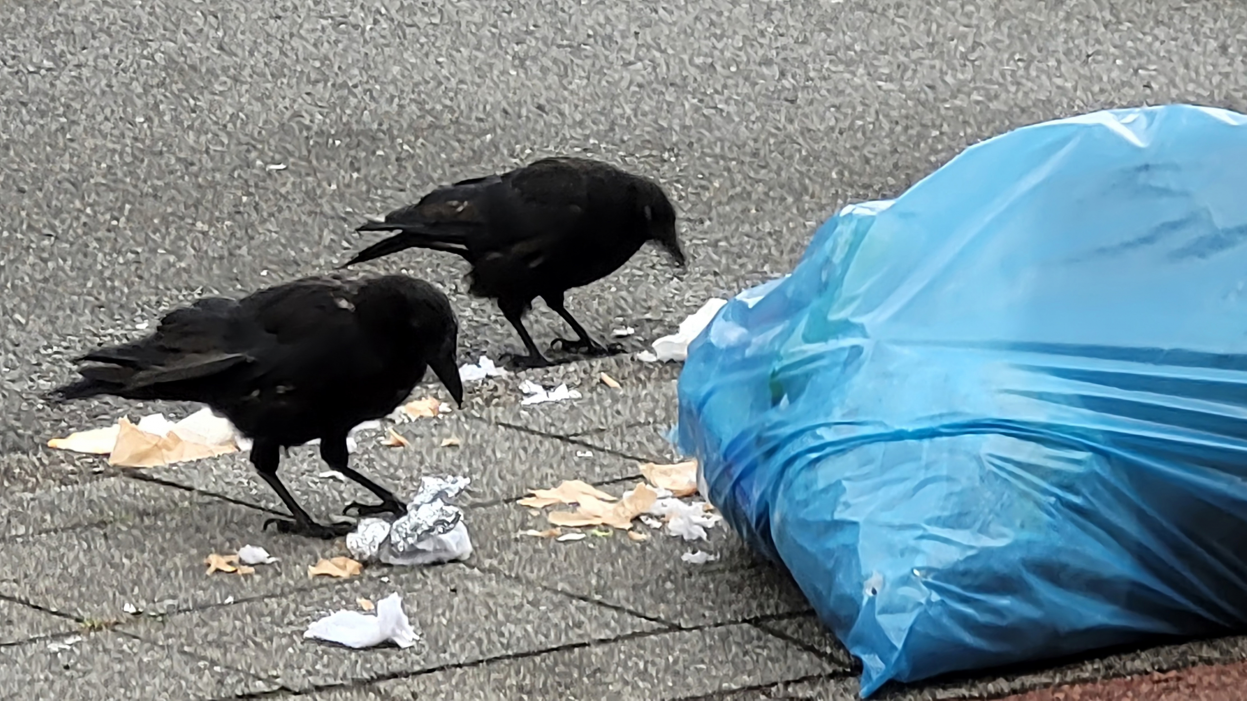 Zwerfafval opruimen Rijswijk tijdens landelijke opschoondag