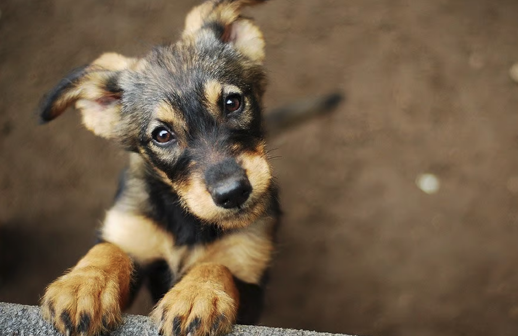 Dierentehuis Julialaantje zoekt vrijwilligers om met dieren te knuffelen