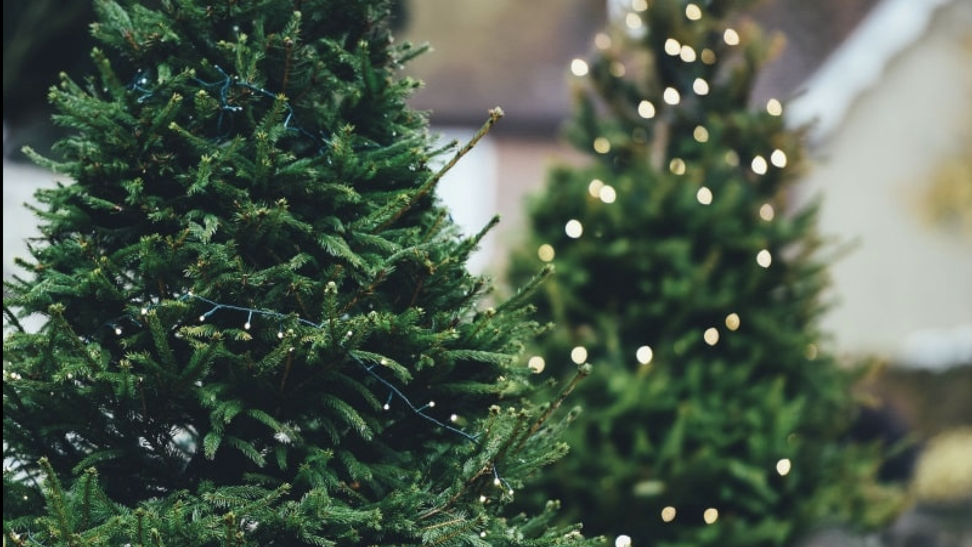 Kerstboom wordt gratis opgehaald door servicebedrijf