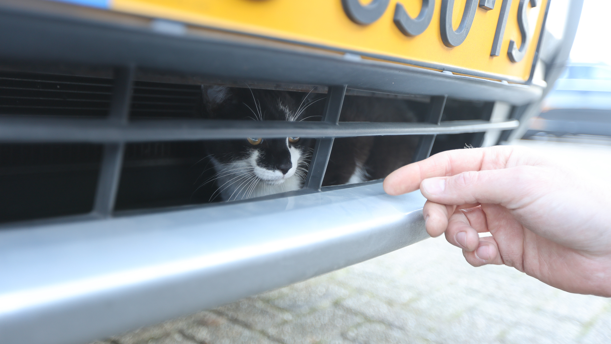 Pukkie bevrijd uit motorruimte van geparkeerde auto bij Bogaard Stadscentrum