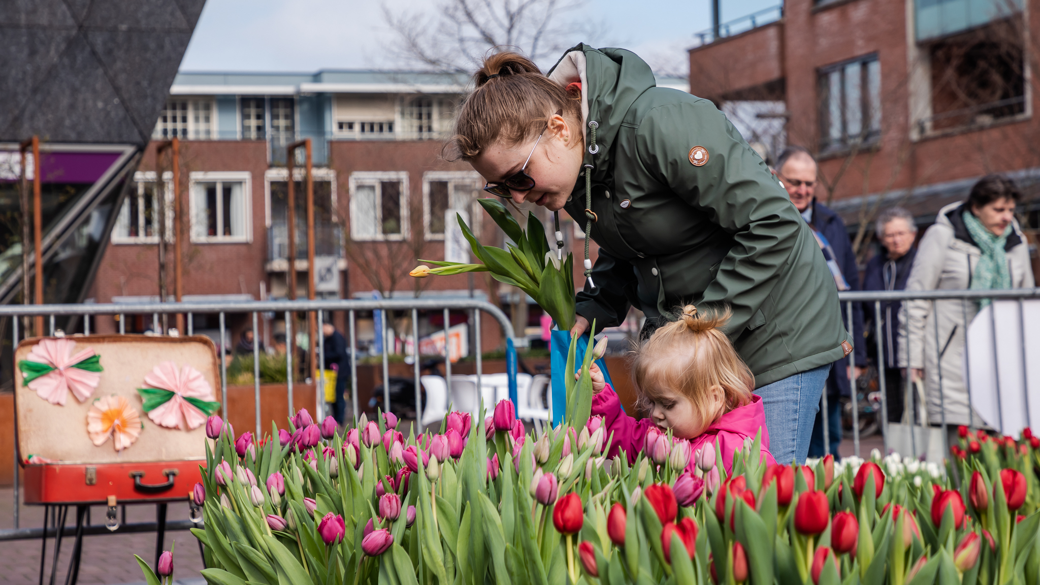 [VIDEO] Vers bosje tulpen plukken op Raadhuisplein in Pijnacker