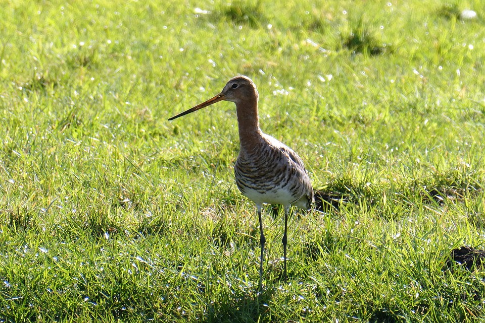 Op zoek naar weidevogels tijdens de Weidevogelsafari