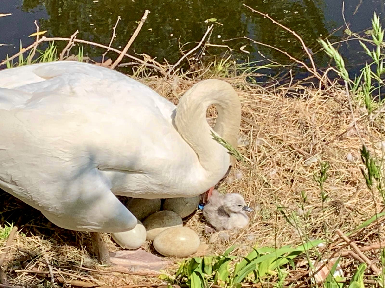 Het eerste ei van het zwanennest in Oud-Rijswijk is uitgekomen