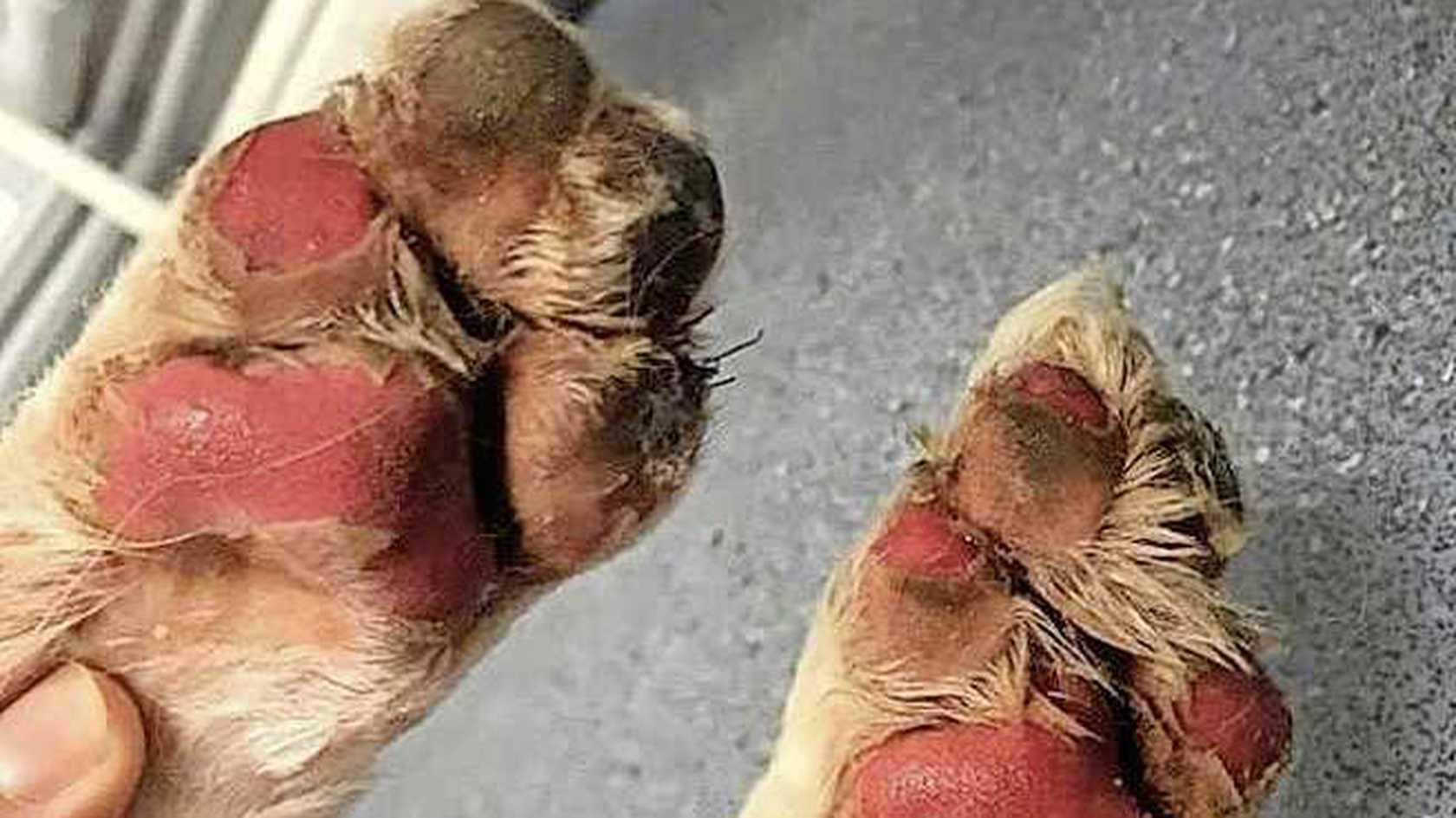 Dierenpolitie slaat alarm: asfalt wordt gloeiend heet, honden lopen risico op brandwonden Dierenpolitie slaat alarm: asfalt wordt gloeiend heet, honden lopen risico op brandwonden