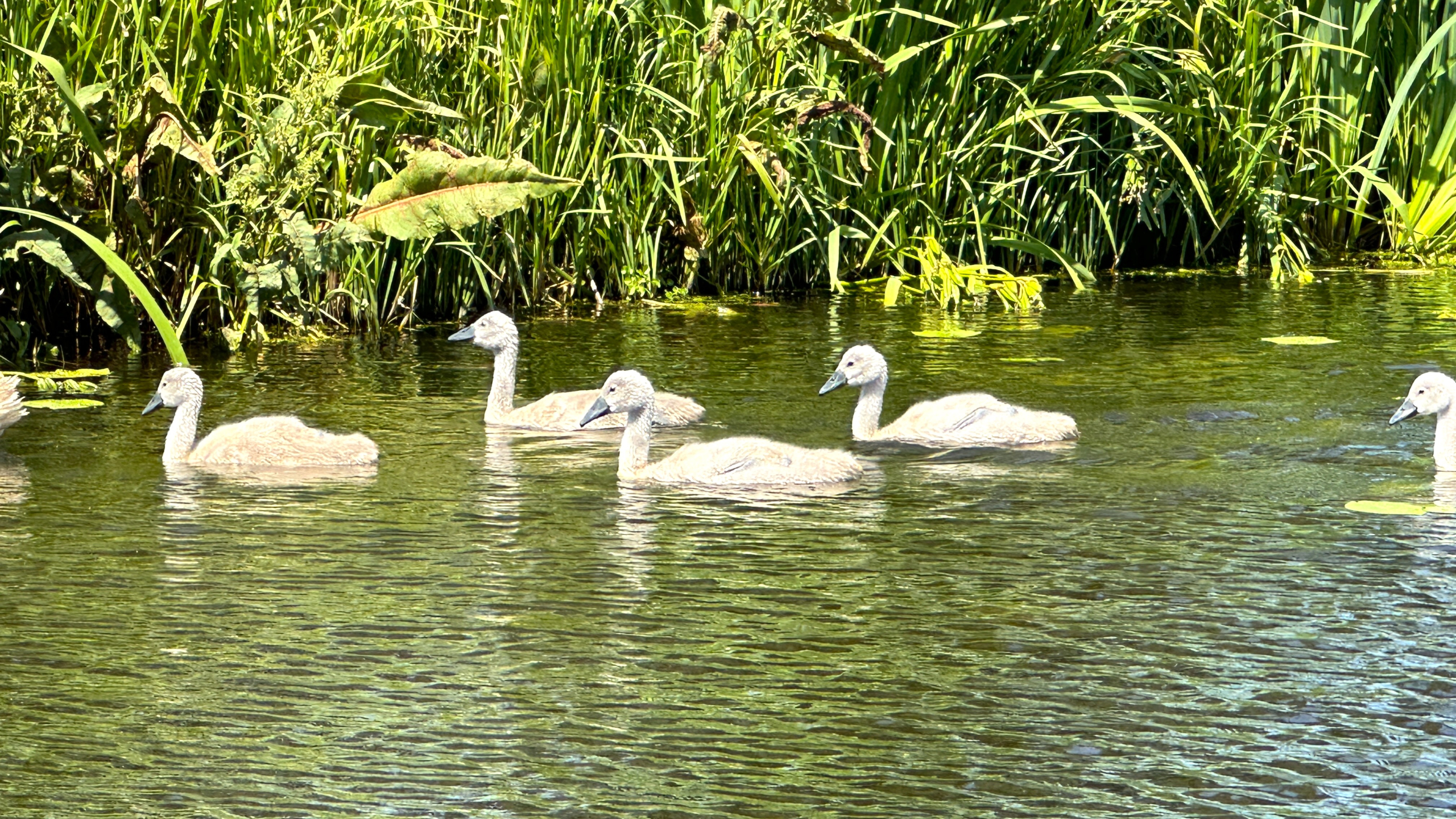 [FOTO] Jonge zwanen geboren in Stompwijk