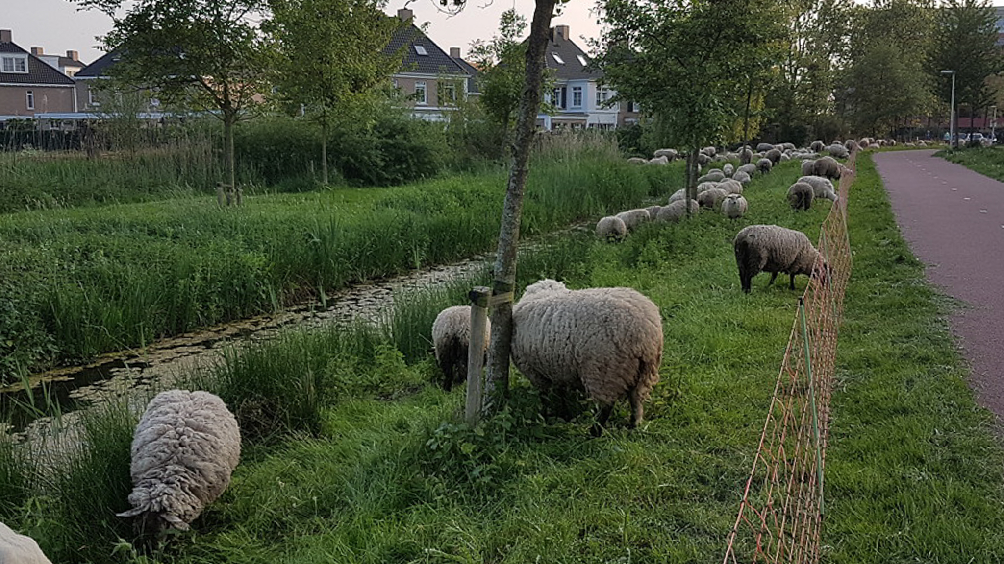 Schapen begrazen velden in Pijnacker-Nootdorp