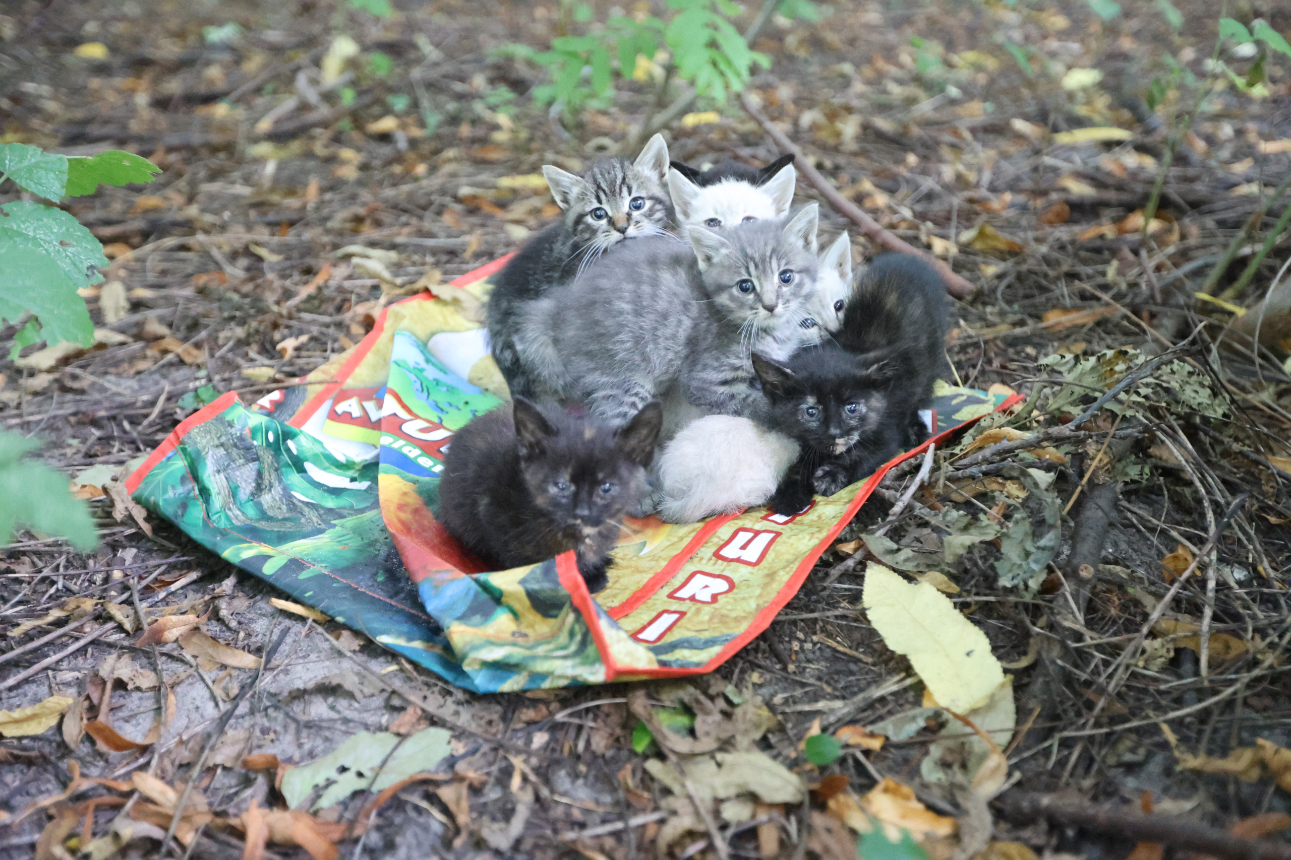 Zeven verwaarloosde kittens aangetroffen in boodschappentas