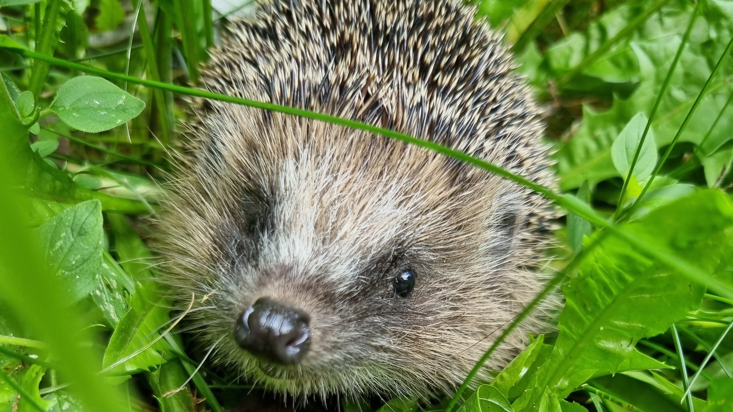 Help de egels en leg een egelsnelweg aan