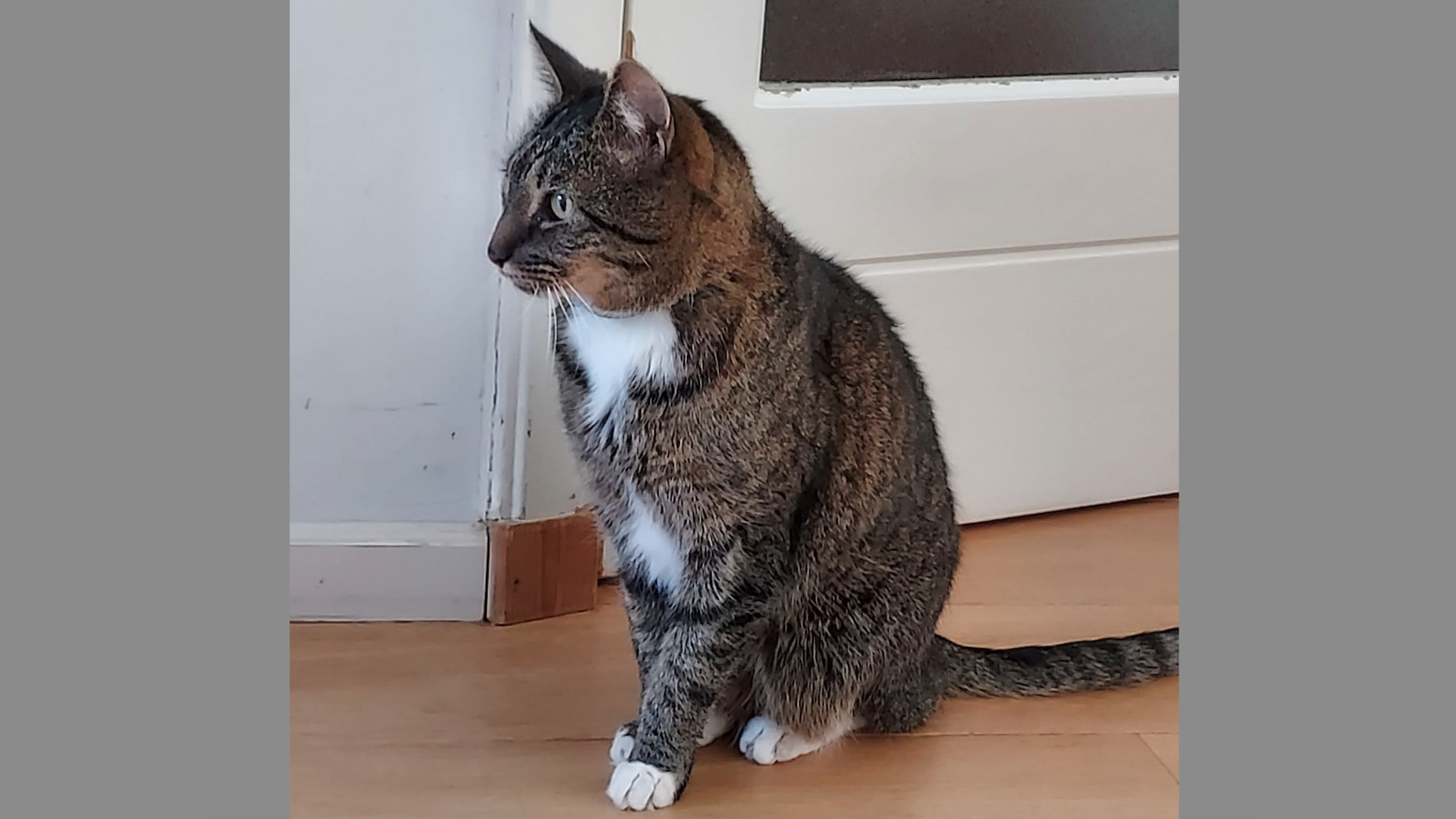 Help mee zoeken naar de 14-jarige kater Iwan