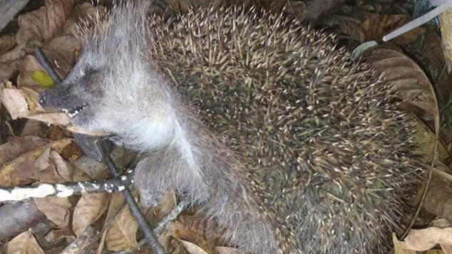 Egels lijken dood maar houden eigenlijk winterslaap boven de grond