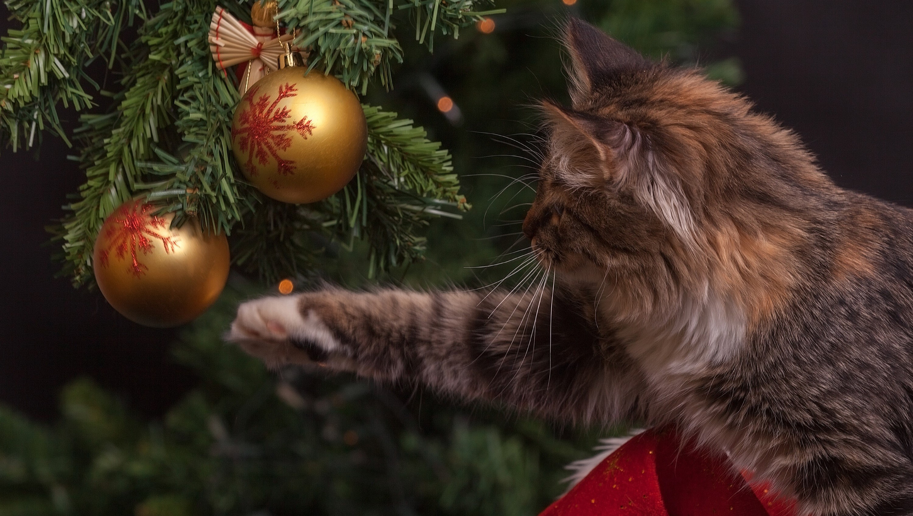 Kerstmarkt bij Dierenasiel Julialaantje