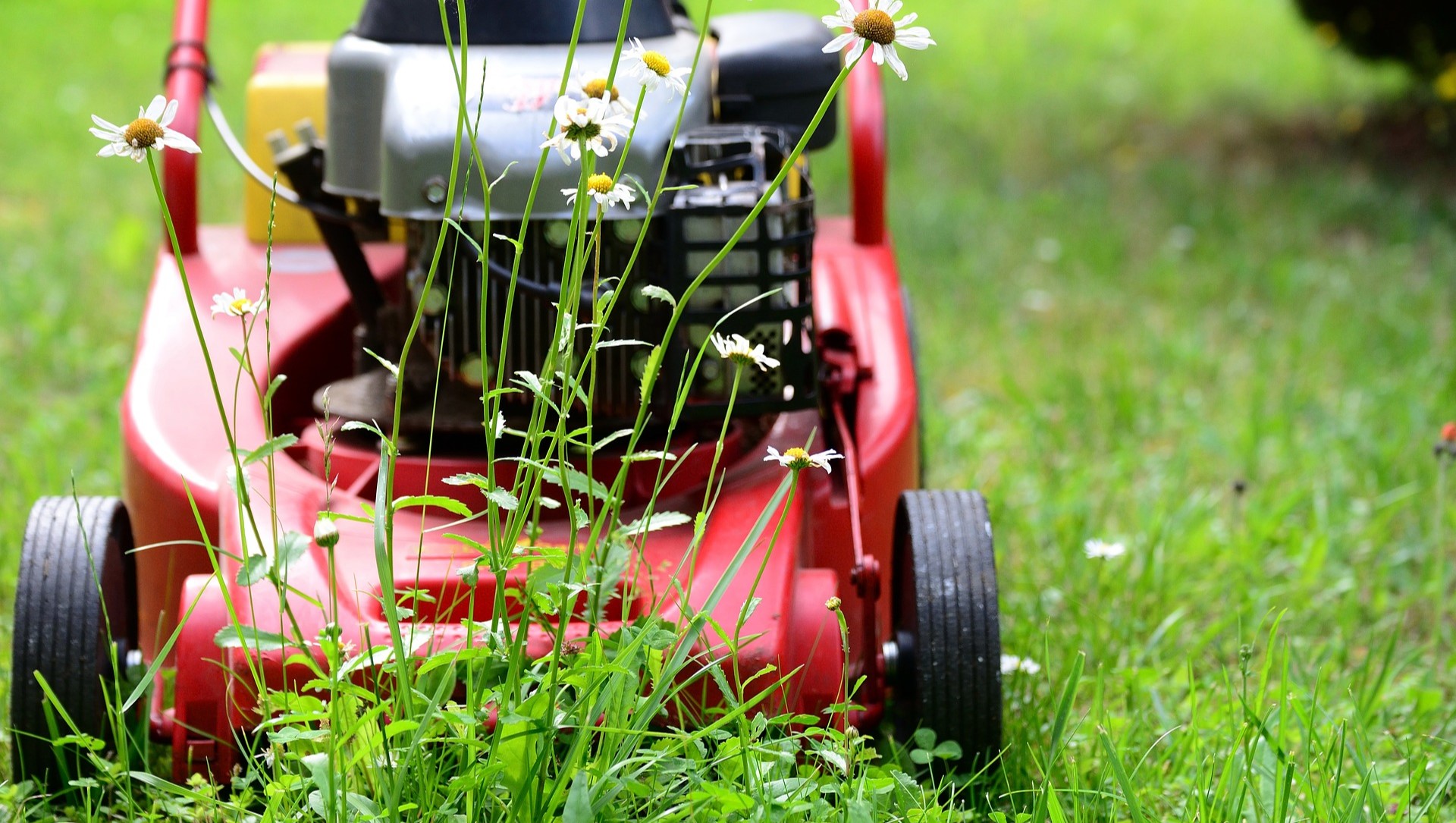 Gemeente maait bloemrijke kruiden en grassen