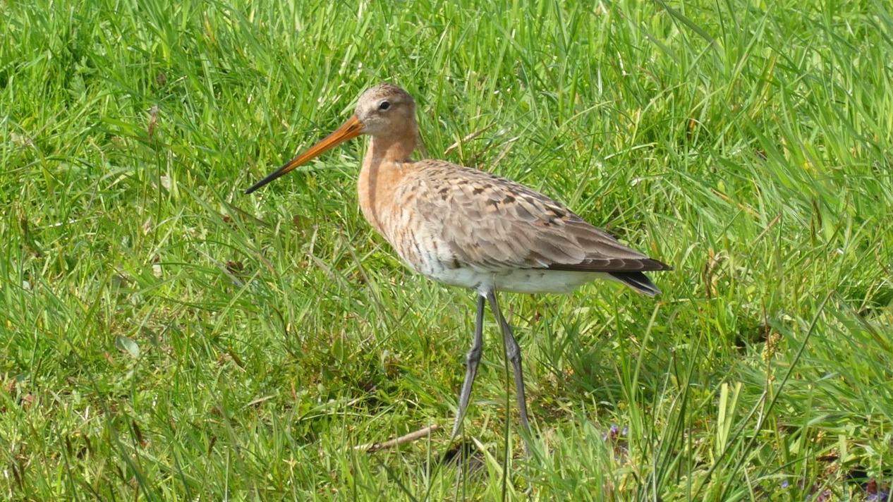 Feestelijke opening nieuw weidevogelgebied Meerpolder