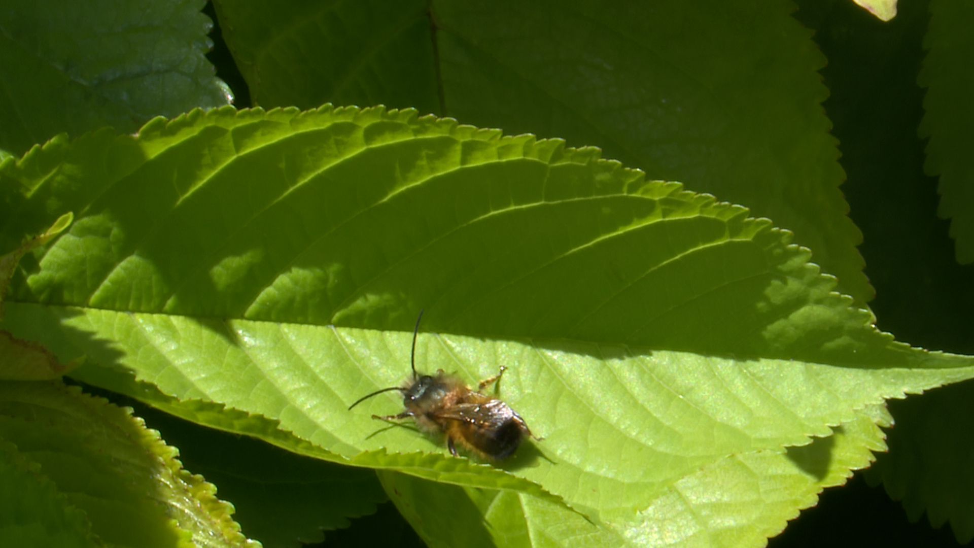 [VIDEO] The Pollinators strijden voor meer biodiversiteit door middel van bijenvoedselbanken