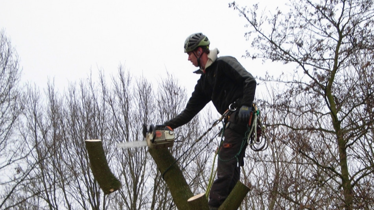 Bomen in Pijnacker-Nootdorp worden weer gekapt en gesnoeid