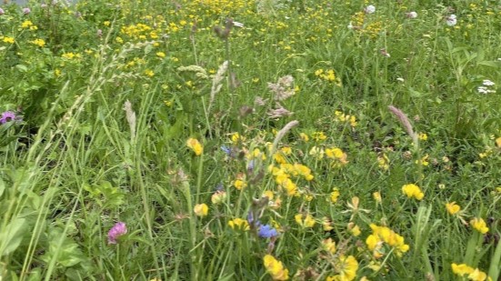 De lente is begonnen: Maaiwerkzaamheden in recreatiegebieden van start