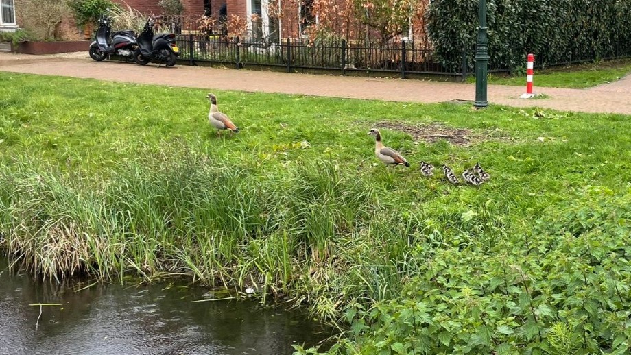 [VIDEO] Schattige ganzenkuikens geboren in Leidschendam