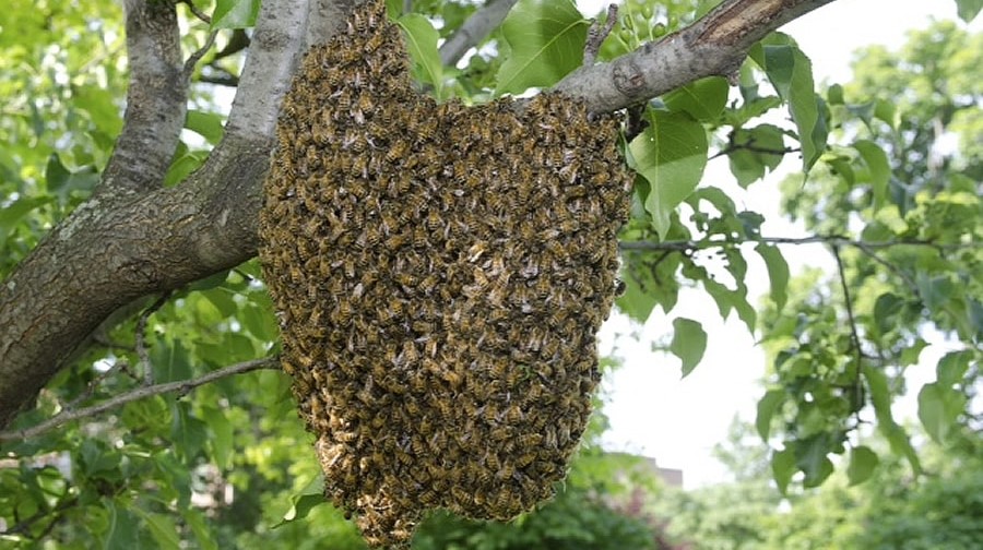 Grote zwerm wespen blijkt toch zwerm bijen