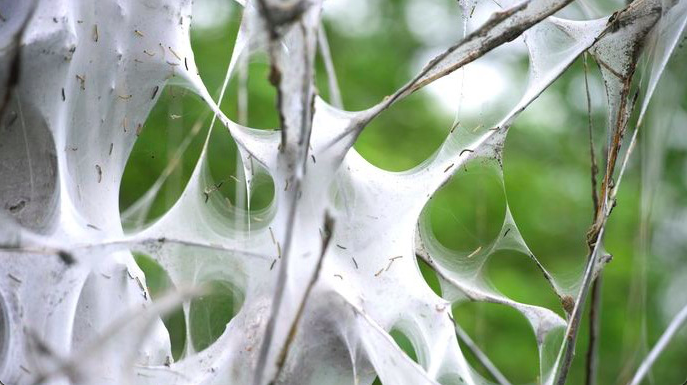 Spinselmot zorgt voor enorme webben in bomen, maar niet schadelijk