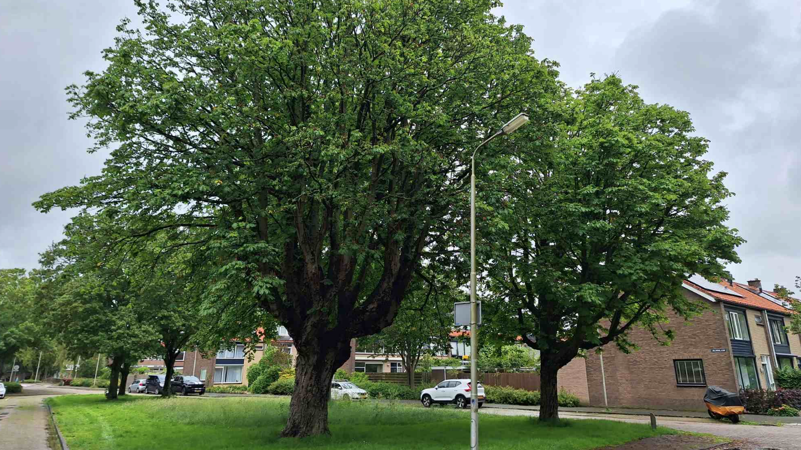 Kap van kastanjebomen aan de Julianalaan