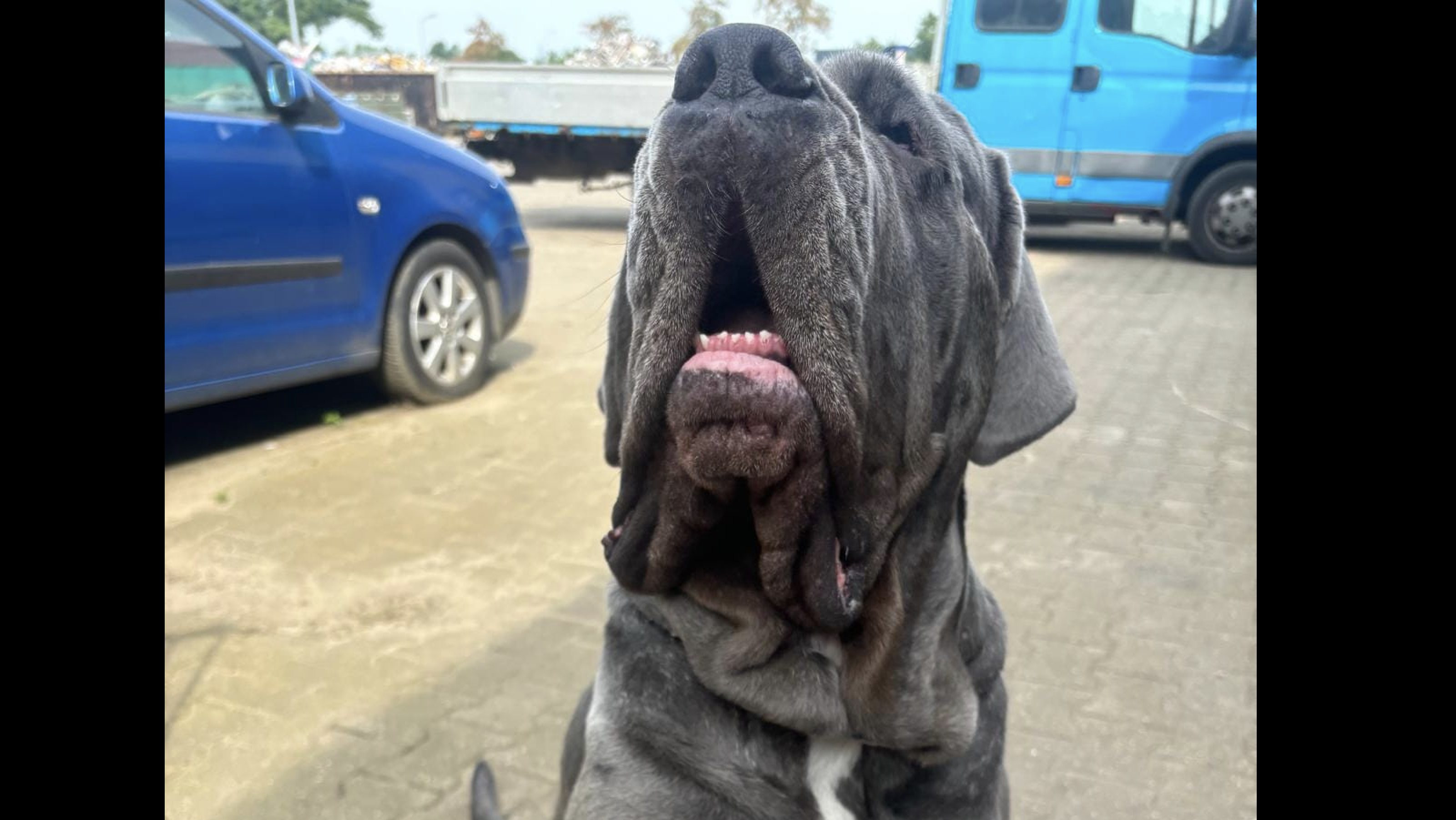 Bekende Rijswijkse hond Glora heeft een nieuw baasje gevonden