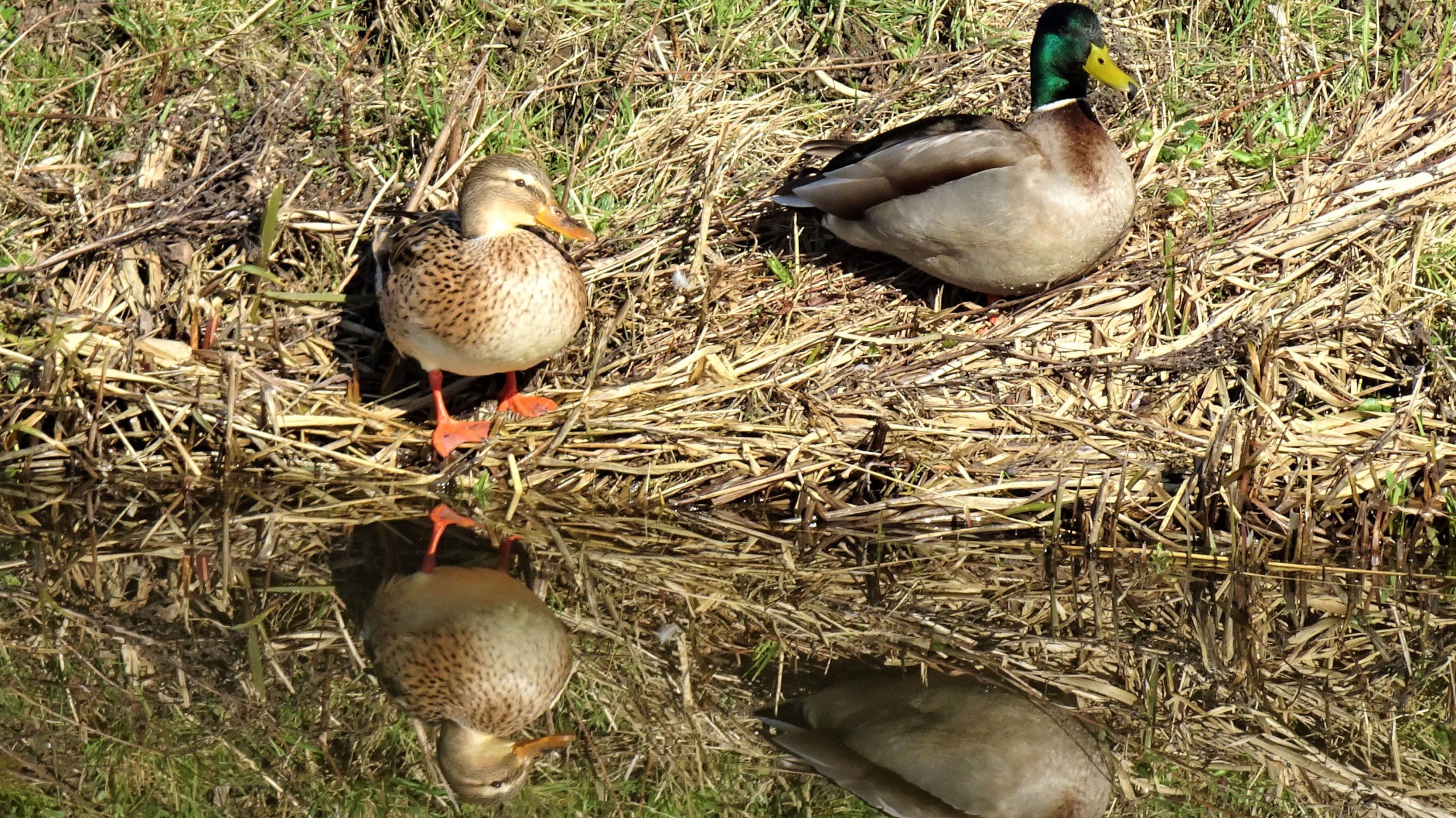 Brood voeren aan eendjes. Is dat goed of niet?