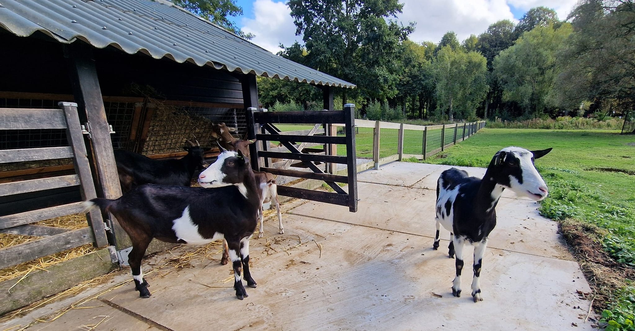 Nieuwe en oude bewoners bij de Kinderboerderij het Akkertje