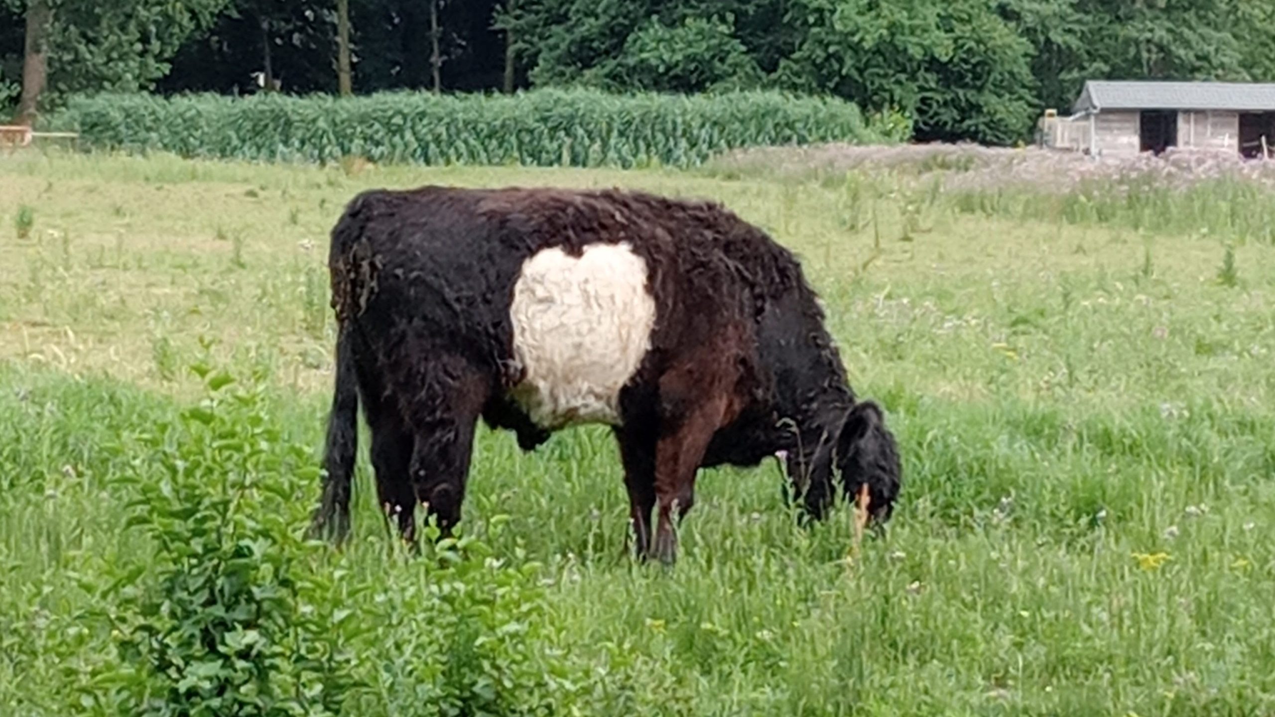 Valentijns-oorkonde voor Natuurlijk Delfland