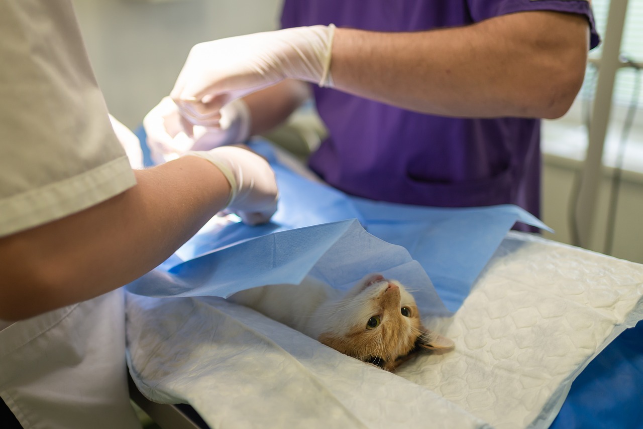 Groot tekort aan dierenbloed bij dierenziekenhuis in Rijswijk