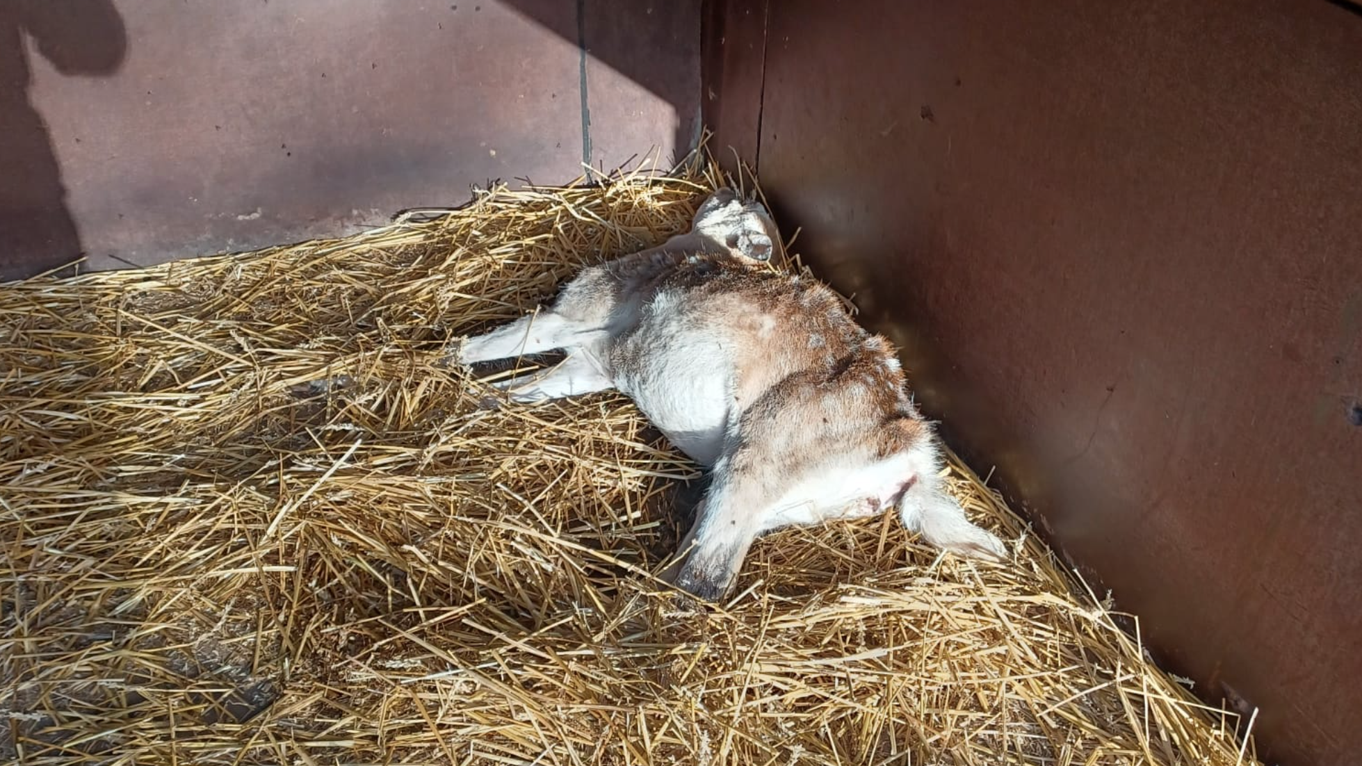 Overleden hert kinderboerderij Het Akkertje mogelijk door voedsel van mensen