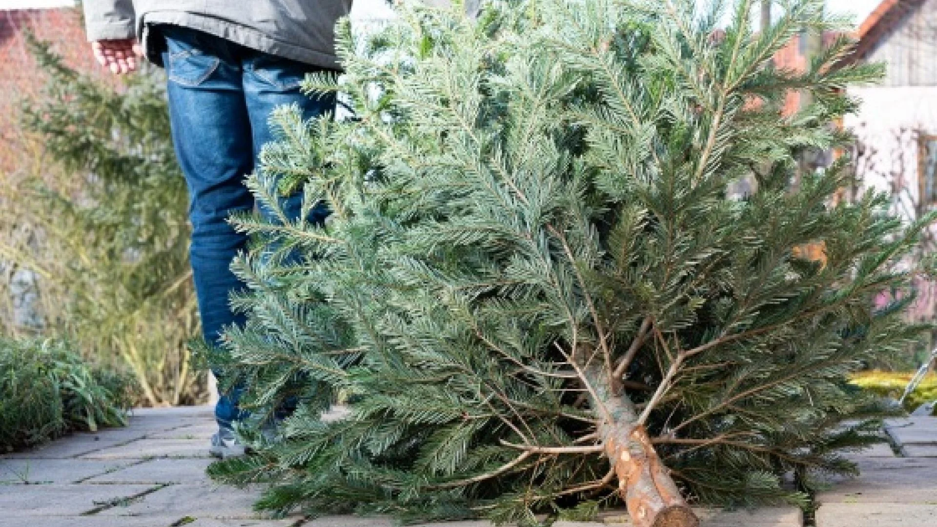 Lever je kerstboom in en krijg een vergoeding in Leidschendam-Voorburg