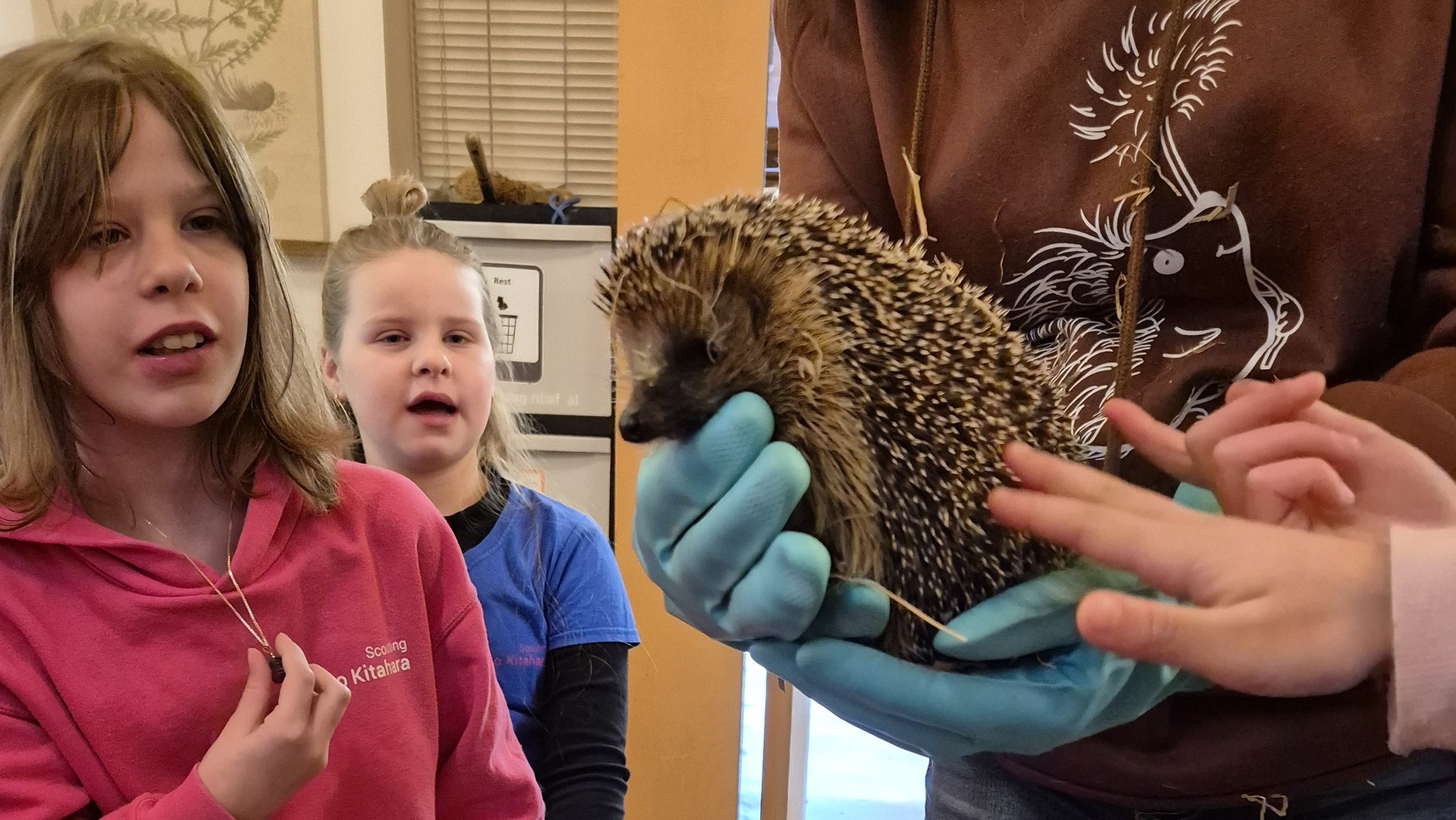 Scouts helpen egel aan nieuw huis