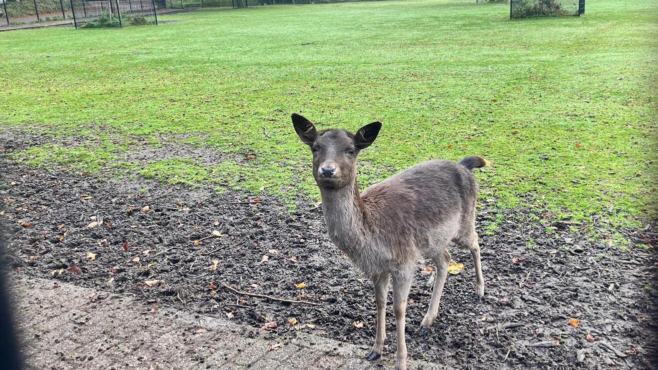 Weer een hert overleden door verkeerd voer bij Kinderboerderij Het Akkertje