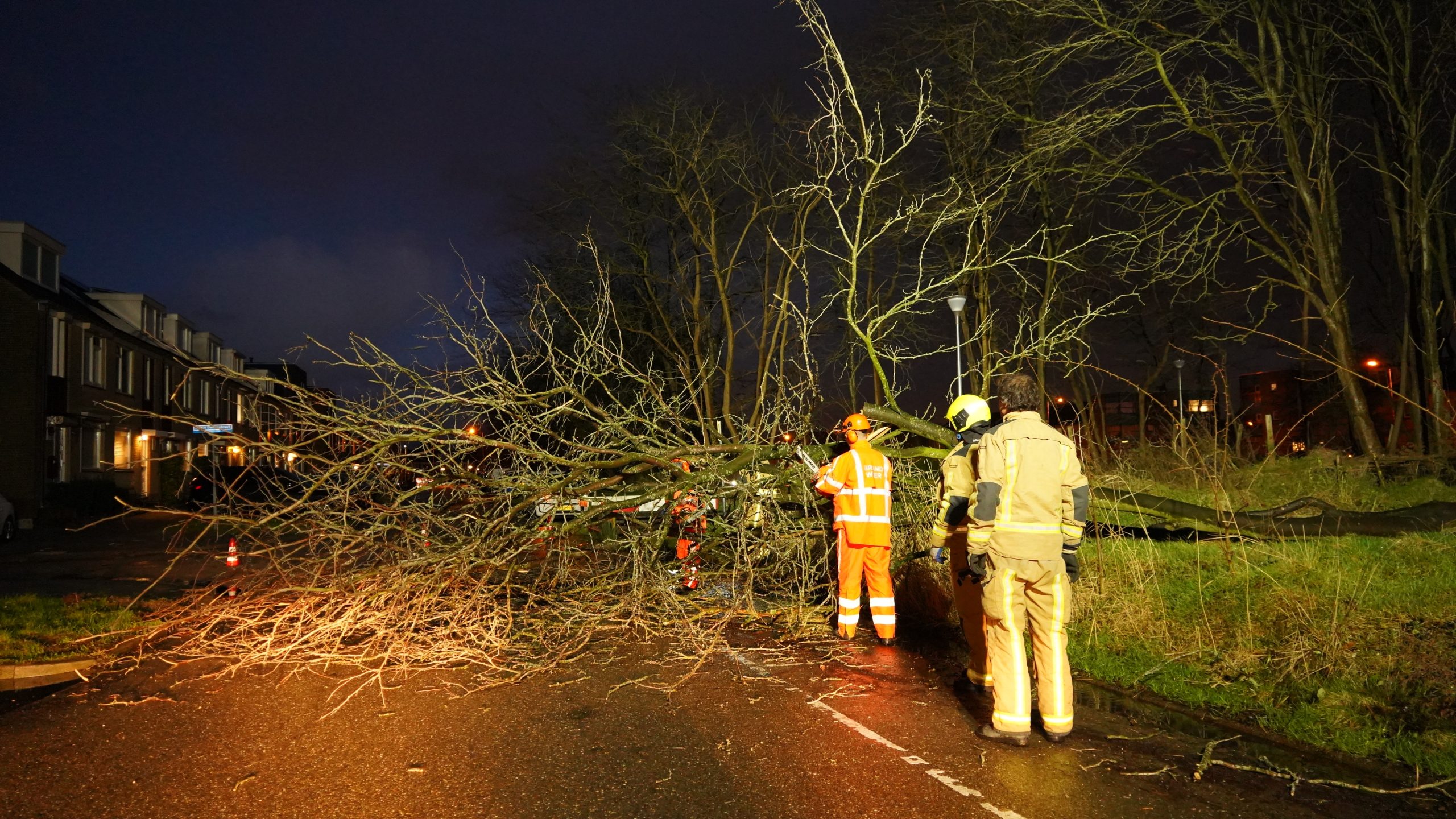 Wind velt boom Hadewijchlaan