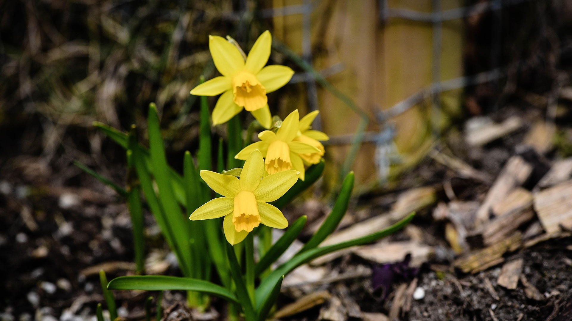 Ontdek de narcissenroute in park Vreugd en Rust