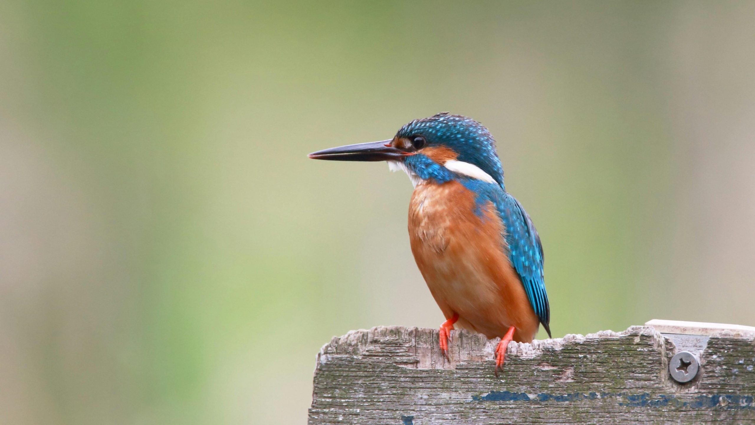 IJsvogel steeds vaker gespot in Rijswijkse parken