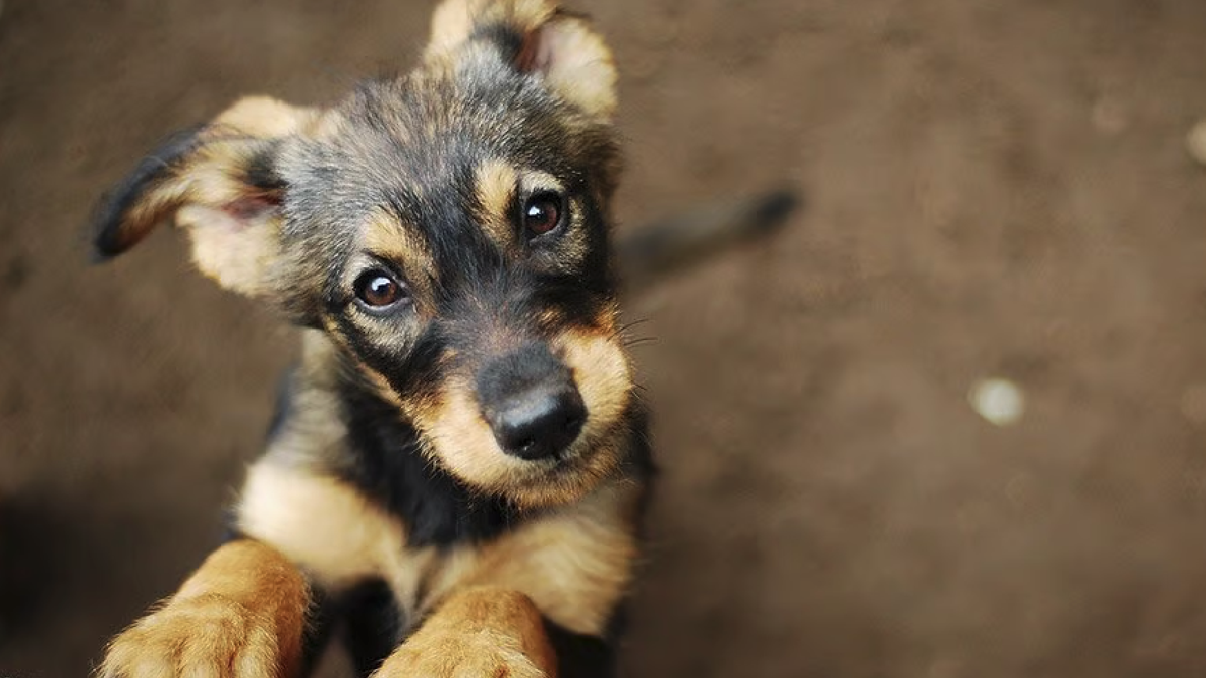 Dierenambulance rukte 723 keer uit voor dieren Pijnacker-Nootdorp 2024