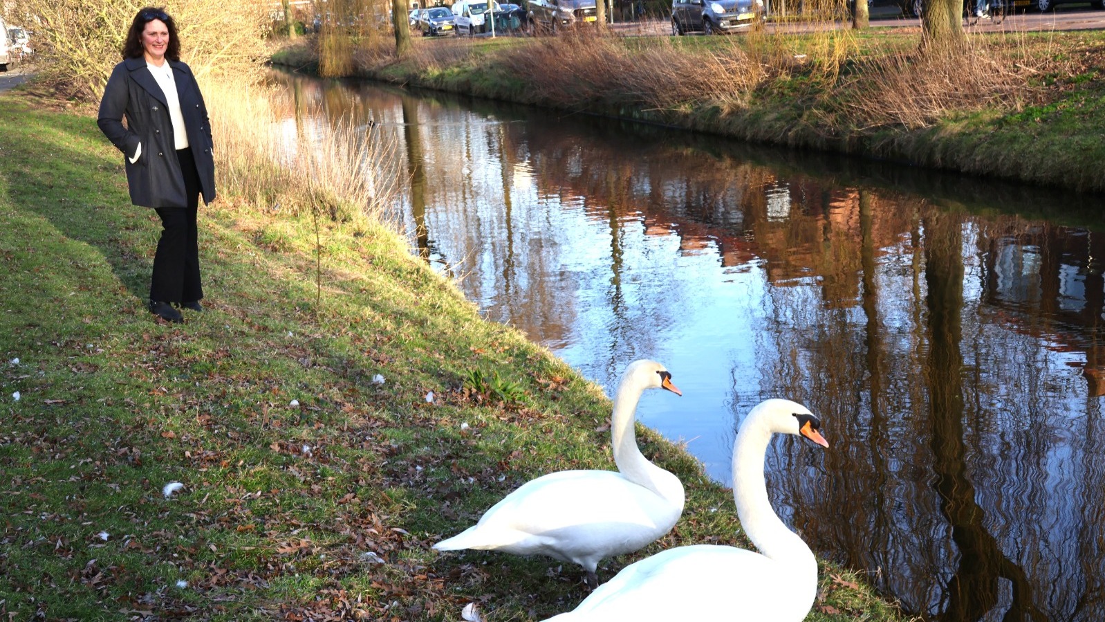 Zwanenstel voor vierde jaar op rij terug in Rijswijk