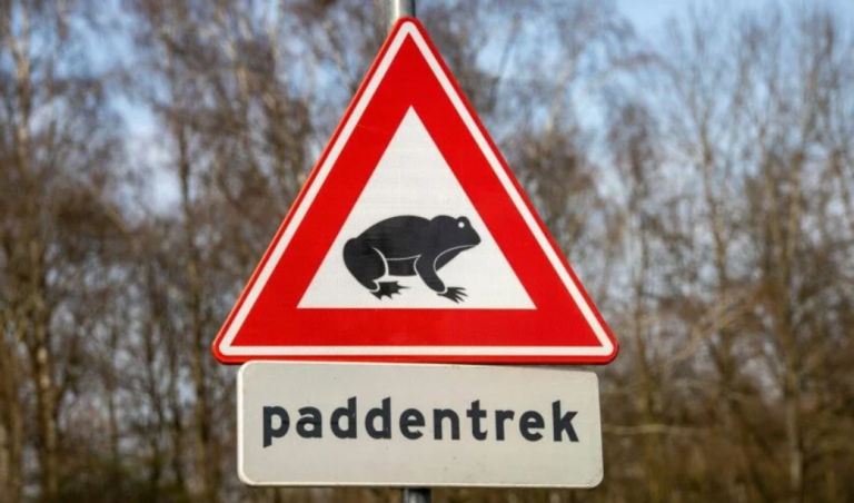 Paddentrek in Leidschendam-Voorburg: 800 amfibieën veilig overgezet ondanks toename verkeersslachtoffers