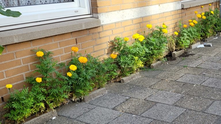 Rijswijkers opgeroepen om hun straat groener te maken: gemeente stelt 250 euro subsidie beschikbaar