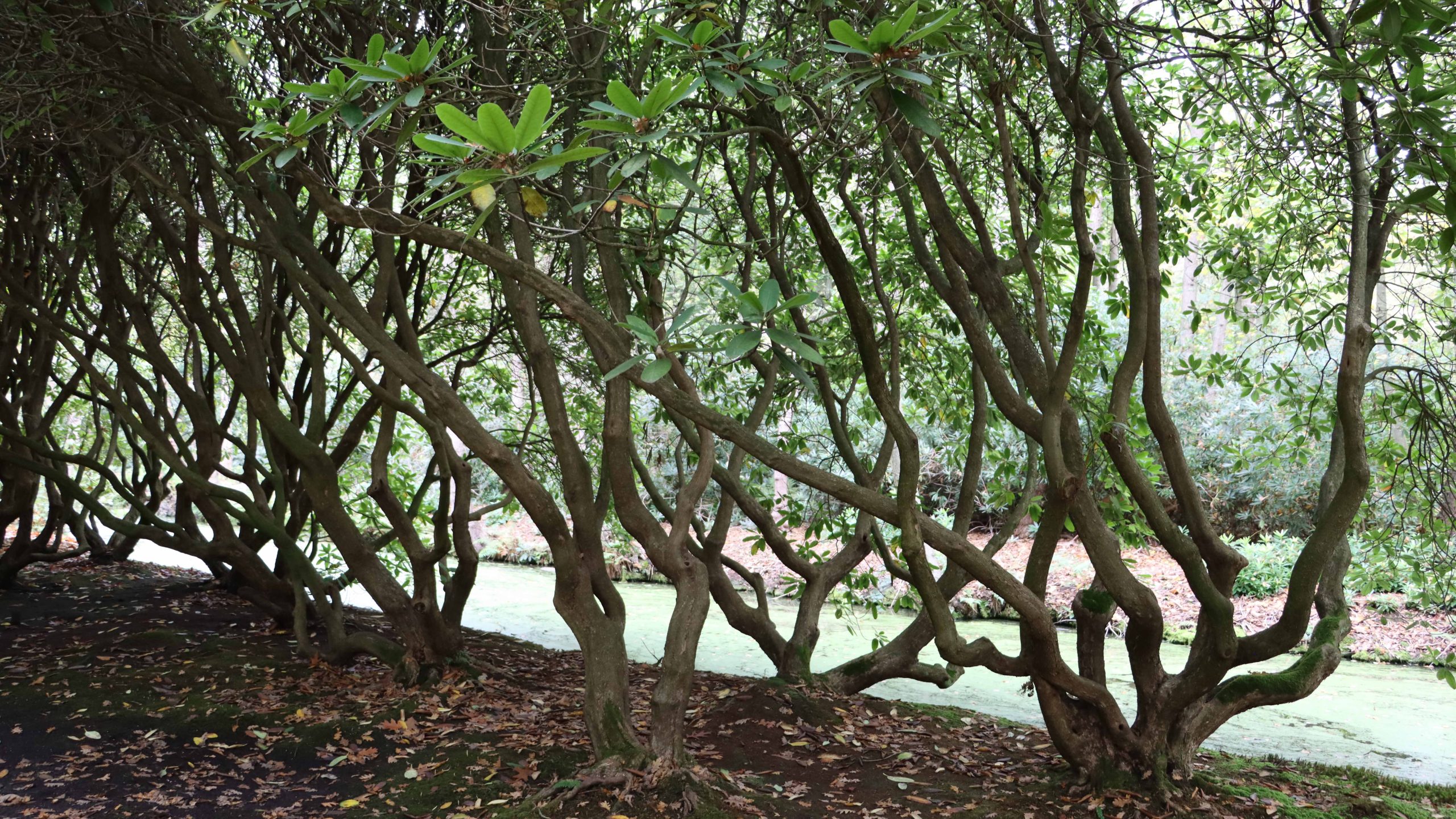 De Rijswijkse Klimaatweek 2025 is begonnen De Rijswijkse Klimaatweek 2025 is begonnen