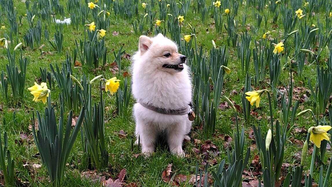 Vermiste hond weer gevonden in Muziekbuurt