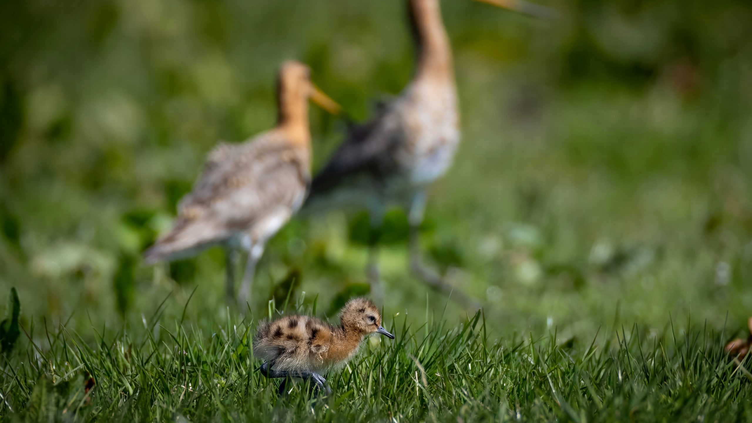 De Bergboezem in Pijnacker is afgesloten vanwege broedende weidevogels